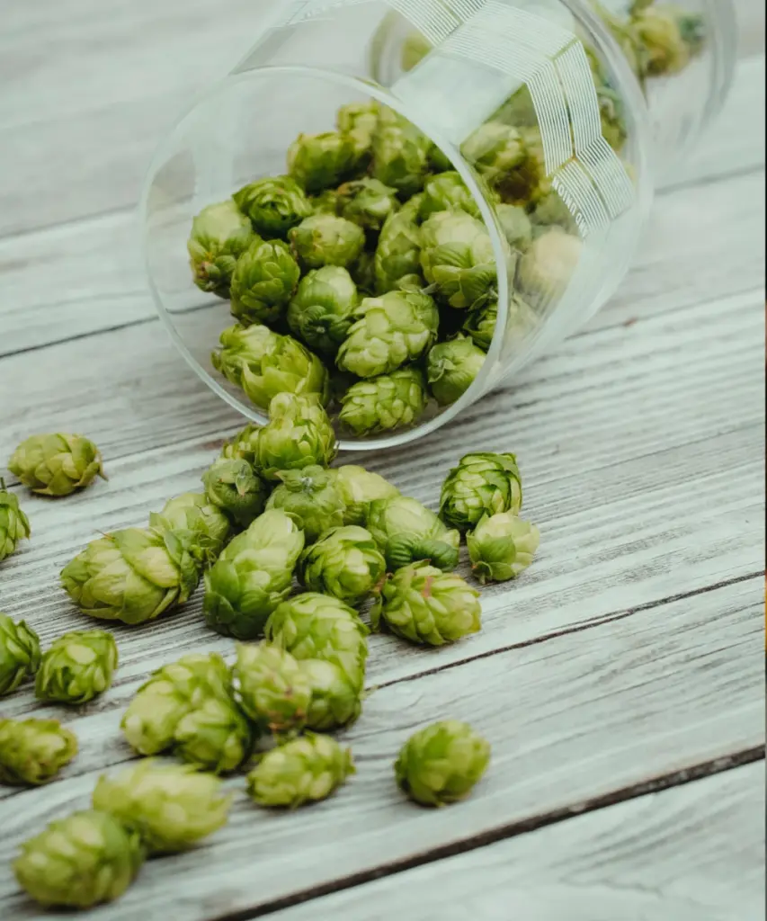 Präsentation frischer Hopfendolden im Glas